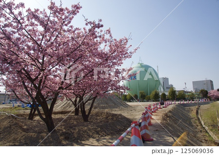 倉敷川 満開の河津桜の春 倉敷川親水公園 倉敷川 満開の河津桜の春 倉敷川親水公園 125069036