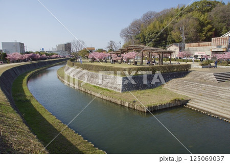 倉敷川 満開の河津桜の春 倉敷川親水公園 倉敷川 満開の河津桜の春 倉敷川親水公園 125069037