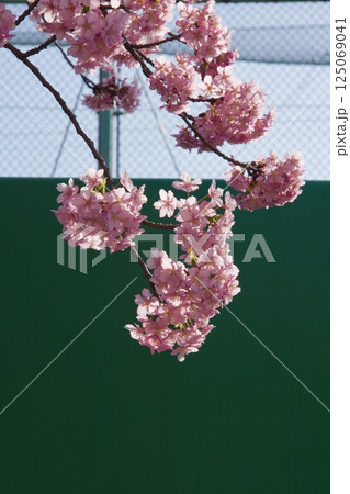 倉敷川　満開の河津桜の春　倉敷川親水公園 125069041