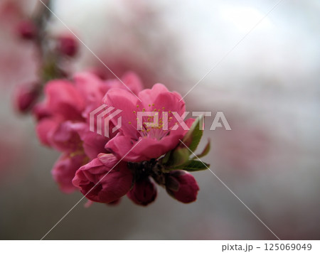 4月に咲いた桃色の桃の花「寒緋（カンヒ）」 125069049