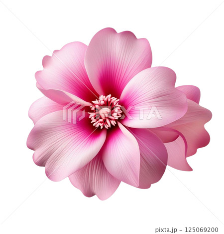 pink flower isolated on white 125069200