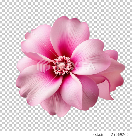 pink flower isolated on white 125069200