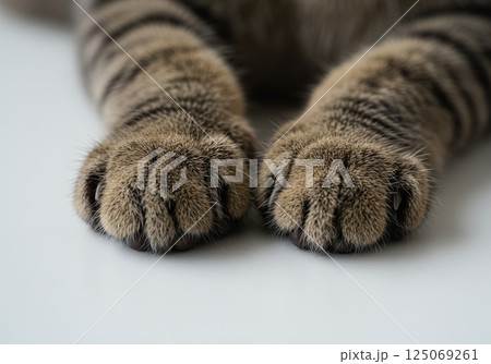 Soft striped cat paws resting gently on a white surface capturing a moment of tranquility 125069261