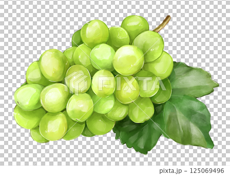 用樹葉照耀馬斯喀特 125069496