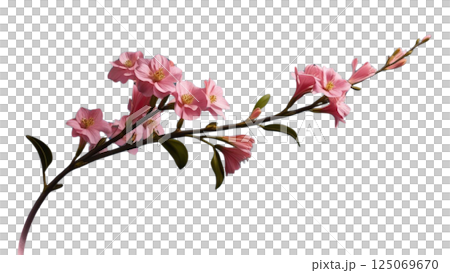 Twig of pink limonium flowers isolated 125069670