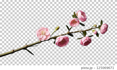 Twig of pink limonium flowers isolated 125069671