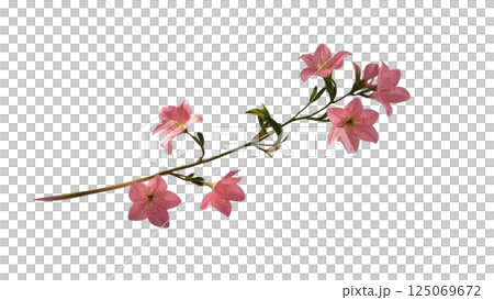 Twig of pink limonium flowers isolated 125069672