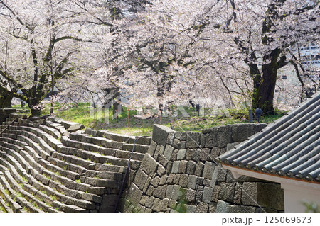 春の花　桜　福井城址　ソメイヨシノ 125069673