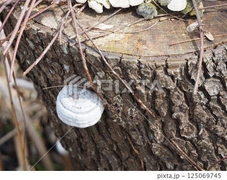 切り株に生えたツリガネタケ 125069745