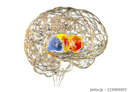 Dorsal striatum highlighted in human brain, 3D illustration 125069803