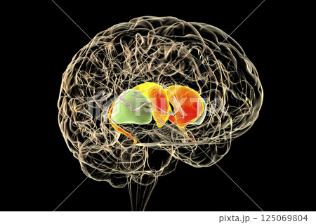 Dorsal striatum highlighted in human brain, 3D illustration Dorsal striatum highlighted in human brain, 3D illustration 125069804