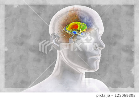 Brain dorsal striatum anatomy, 3D illustration in sketch style Brain dorsal striatum anatomy, 3D illustration in sketch style 125069808