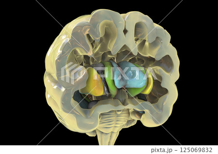 Human brain anatomy, basal ganglia, 3D illustration 125069832