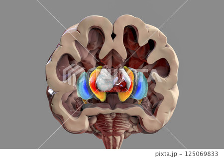 Human brain anatomy, basal ganglia, 3D illustration 125069833