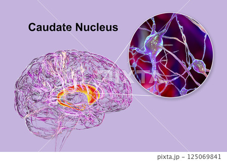 Caudate nuclei highlighted in human brain and closeup view of its neurons Caudate nuclei highlighted in human brain and closeup view of its neurons 125069841