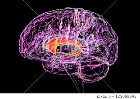 Caudate nuclei highlighted in human brain, 3D illustration Caudate nuclei highlighted in human brain, 3D illustration 125069845