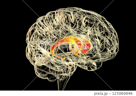 Caudate nuclei highlighted in human brain, 3D illustration Caudate nuclei highlighted in human brain, 3D illustration 125069846