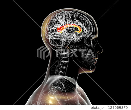 Human brain with highlighted Corpus callosum, also known as callosal commissure Human brain with highlighted Corpus callosum, also known as callosal commissure 125069870