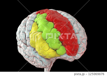 Human brain with highlighted frontal gyri 125069876