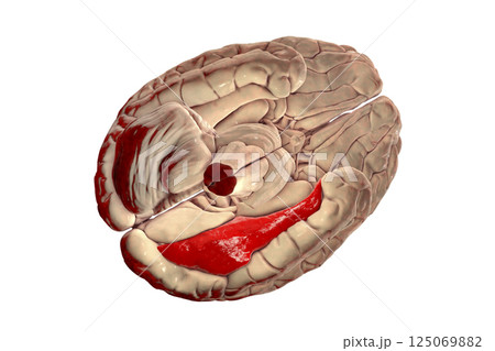 Human brain with highlighted fusiform gyrus 125069882