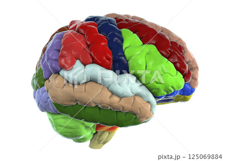 Human brain with gyri highlighted in different colors 125069884