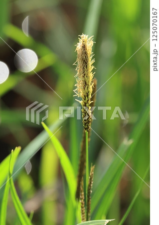 自然　植物　カサスゲ、カヤツリグサ科の植物。四月初めの雄小穂、開花直後のフレッシュな状態です 125070167
