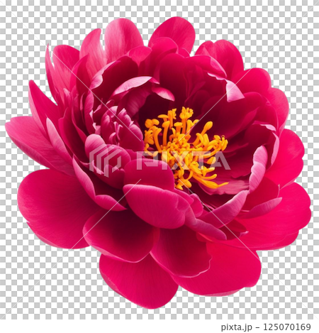 Peony bloom PNG flower head transparent background Peony bloom PNG flower head transparent background 125070169
