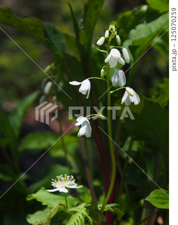 帝釈山のオサバグサ 125070259