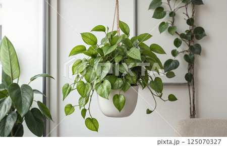 Silver Pothos (Scindapsus pictus) Trailing vine with heart-shaped green leaves speckled with silver, displayed in a sleek hanging planter, 125070327