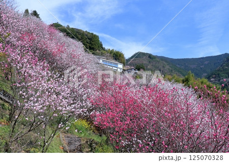 咲き誇る花桃と体育館　（高知県 仁淀川町寺村） 125070328