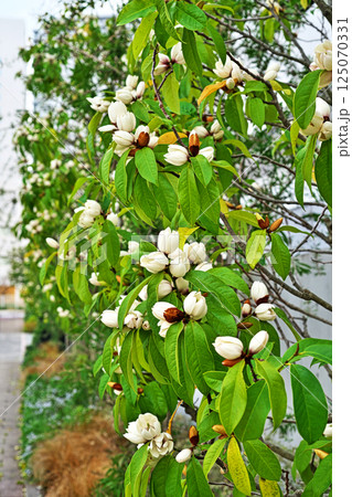 白いカラタネオガタマの花(春、四月) 白いカラタネオガタマの花(春、四月) 125070331