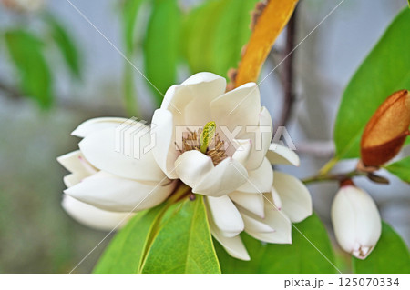 白いカラタネオガタマの花(春、四月) 白いカラタネオガタマの花(春、四月) 125070334