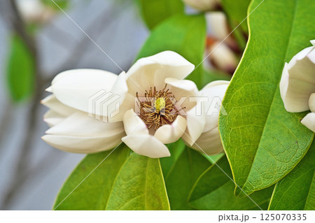 白いカラタネオガタマの花(春、四月) 白いカラタネオガタマの花(春、四月) 125070335