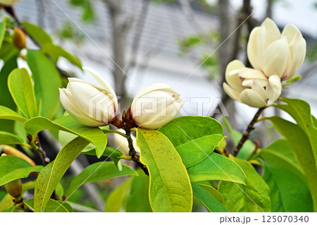 白いカラタネオガタマの花（春、四月） 125070340
