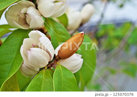 白いカラタネオガタマの花（春、四月） 125070376