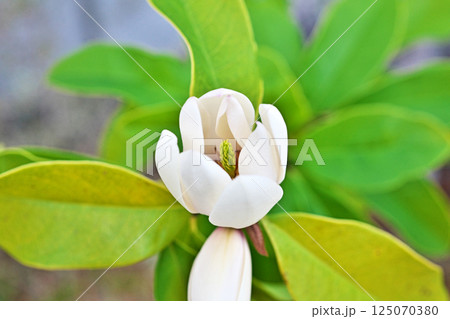 白いカラタネオガタマの花（春、四月） 125070380