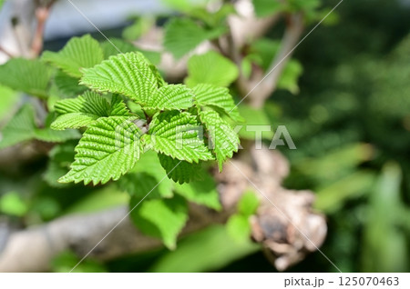 オオデマリ（スイカズラ科ガマズミ属）の新芽 125070463