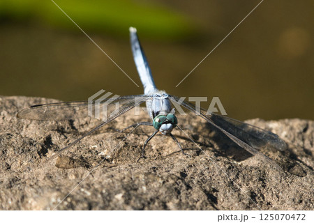 真正面から見た青いトンボ 125070472