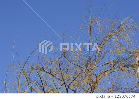 Golden Weeping Willow Golden Weeping Willow 125070574