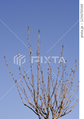 Japanese flowering cherry Kanzan Japanese flowering cherry Kanzan 125070589