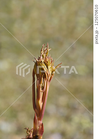Ostis Tree Peony Ostis Tree Peony 125070610