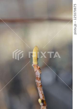 Tulip tree Snow Bird 125070675
