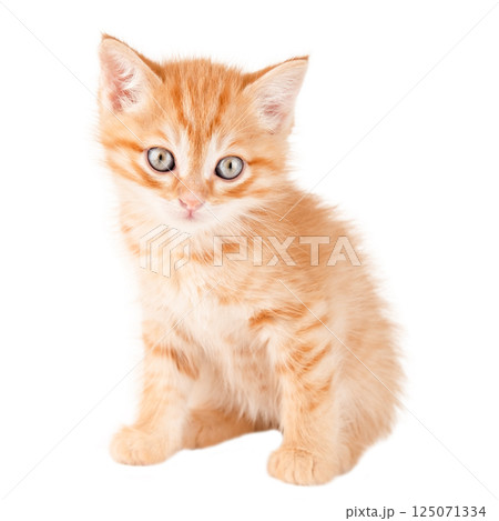 Little red Kitten Isolated On White Background Little red Kitten Isolated On White Background 125071334