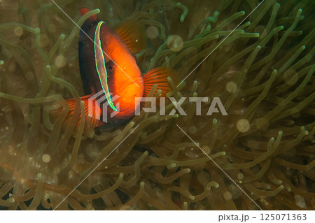 A closeup shot of a Clownfish or Anemonefish peaking out from its host anemone 125071363