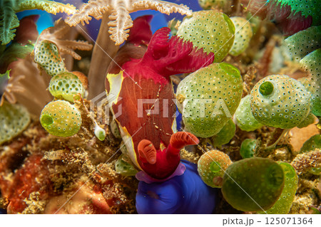 A beautiful view of a colorful sea slug among green sea squirts. Nudibranch, Nembrotha chamberlaini A beautiful view of a colorful sea slug among green sea squirts. Nudibranch, Nembrotha chamberlaini 125071364