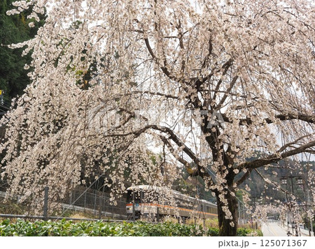 山梨県 満開のしだれ桜と特急ふじかわ 3月 山梨県 満開のしだれ桜と特急ふじかわ 3月 125071367