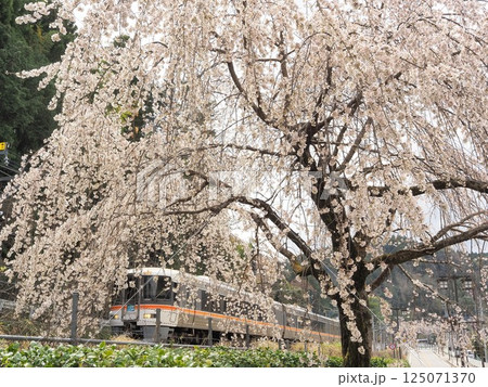 山梨県　満開のしだれ桜と特急ふじかわ　3月 125071370