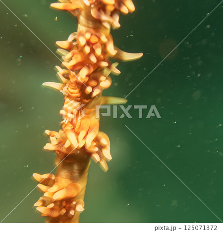Close-up photography of an Anker's whip coral shrimp on a whip coral. Photo from the Philippines Close-up photography of an Anker's whip coral shrimp on a whip coral. Photo from the Philippines 125071372