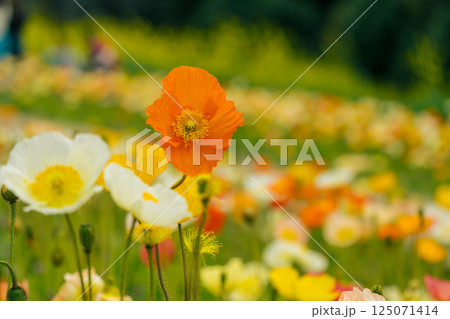 春の花、黄色いポピーの花畑 125071414