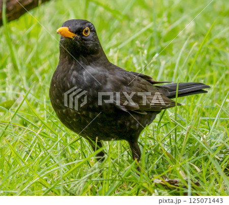 Blackbird Blackbird 125071443